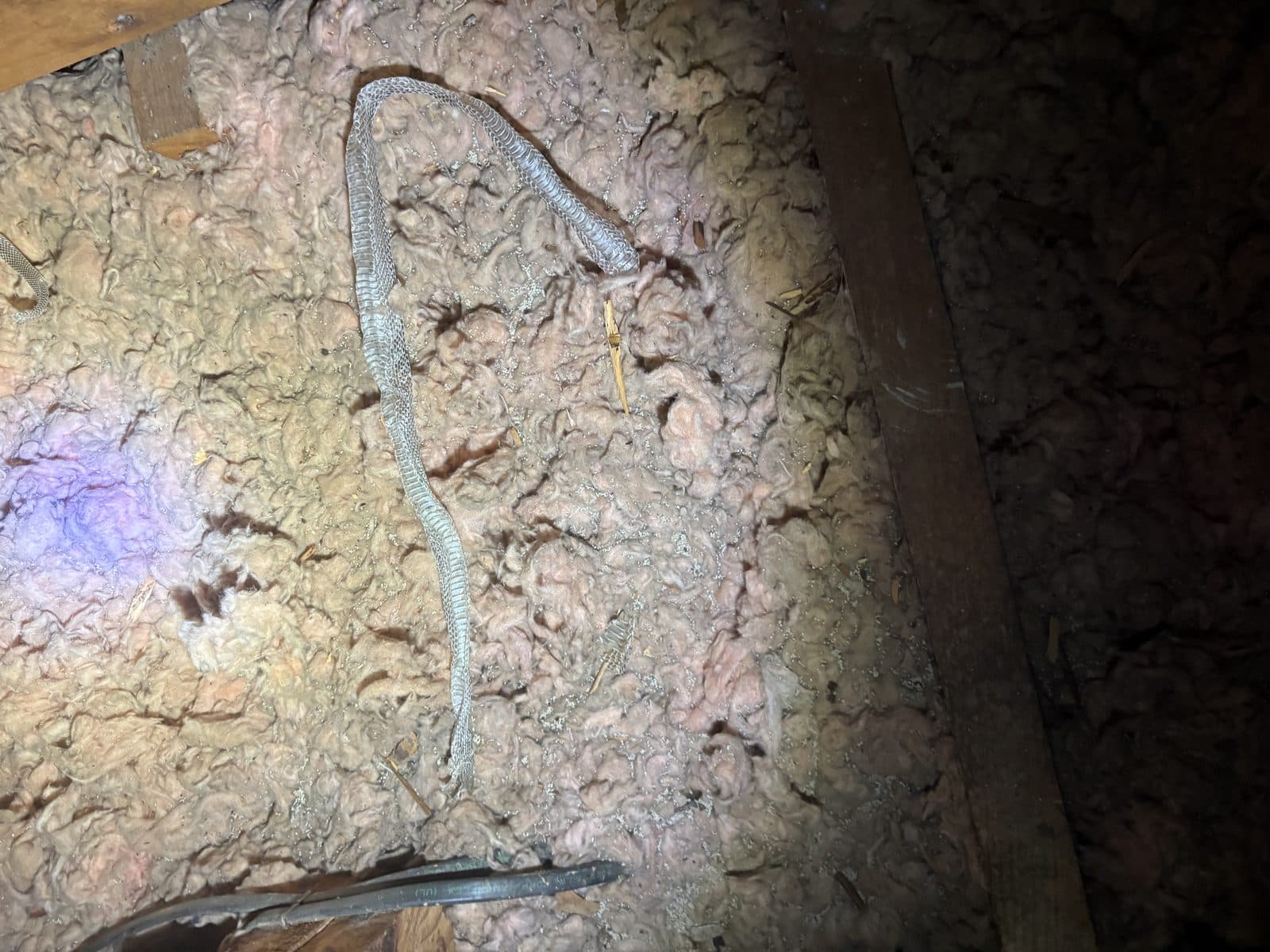 Old, thin attic insulation showing signs of pest activity